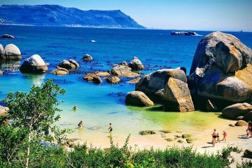 Penguin Boulders beach Half day tour from cape town