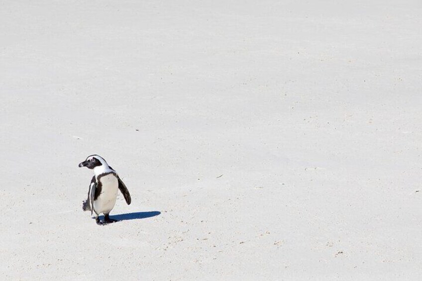 Penguin Boulders beach Half day tour from cape town