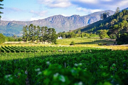 Cape Winelands shared day tour from Cape Town to Stellenbosch and Franschho...