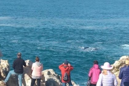 Exclusive Combination Tour : Cape Agulhas & Whale Watching