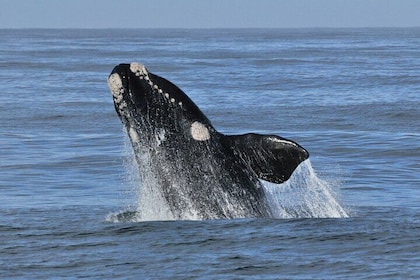 Hermanus Whale Watching Boat Trip and Stony Point Penguins Day Tour