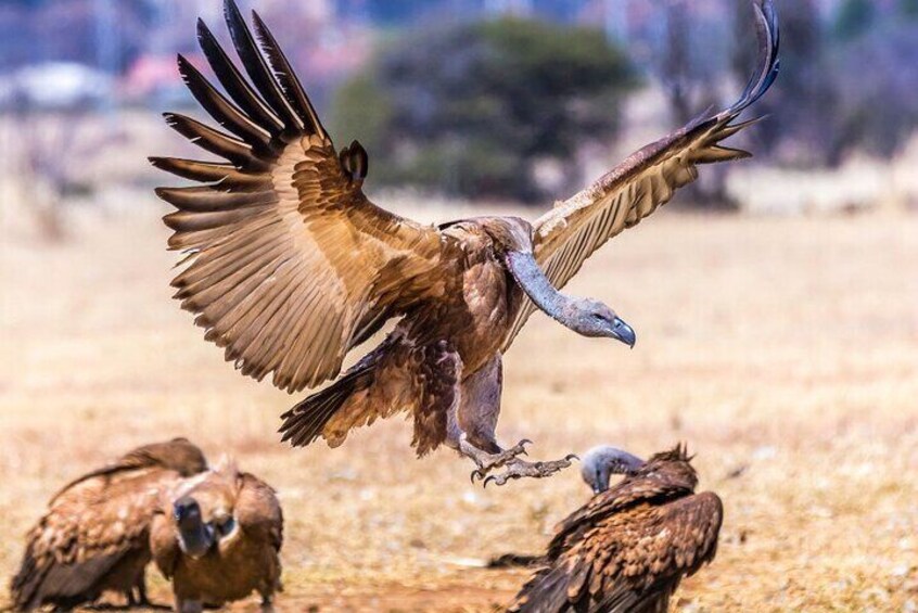 Vultures at Manyelanong