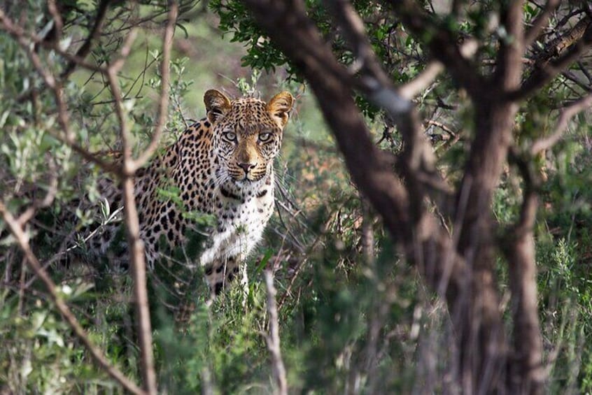 Leopard citing in Mokolodi