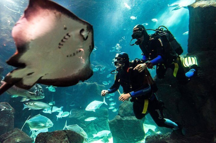 Diving in the aquarium