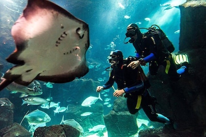 Dykning i Madeira Aquarium