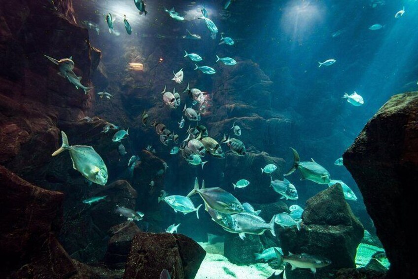 Wood Aquarium
