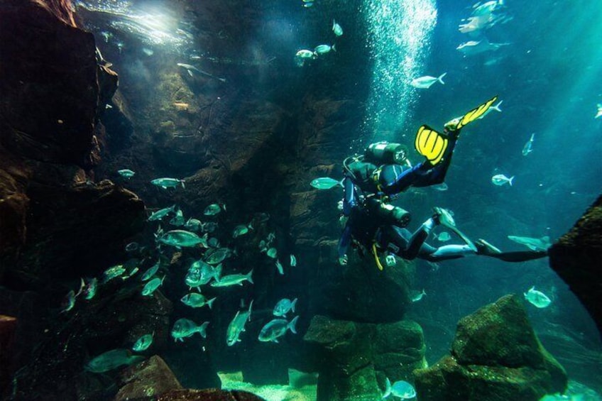 Diving in the aquarium
