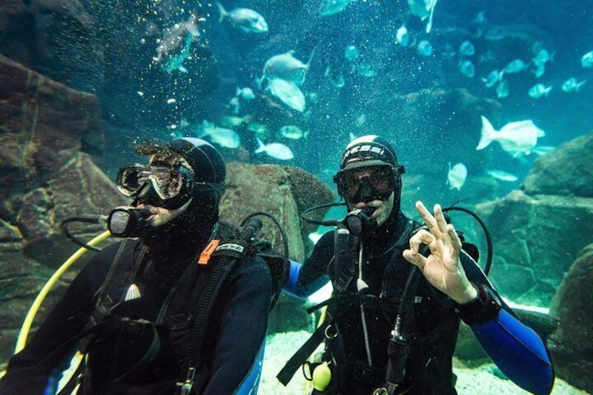 Diving in the aquarium