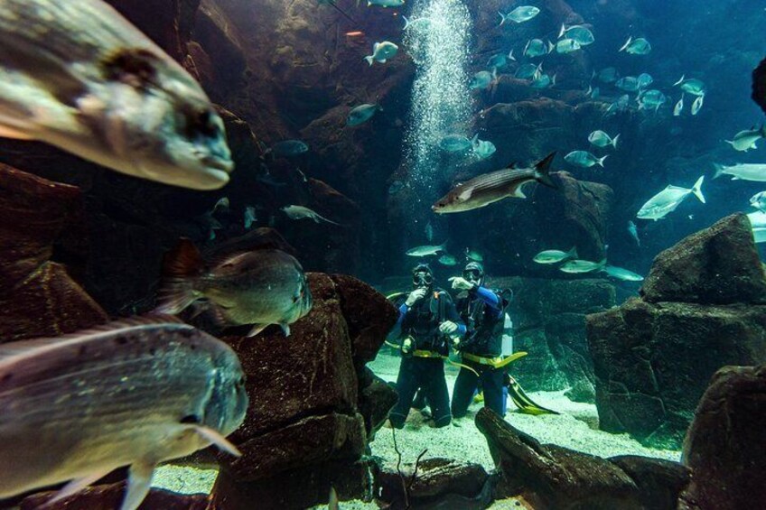 Diving in the aquarium