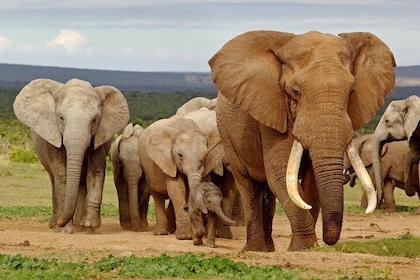 6-Day Garden Route & Addo Tour from Cape Town