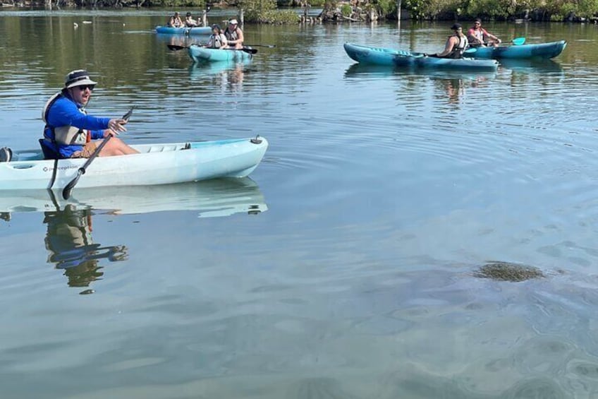 Wildlife Refuge Manatee, Dolphin & Mangrove Kayak or Paddleboarding Tour!