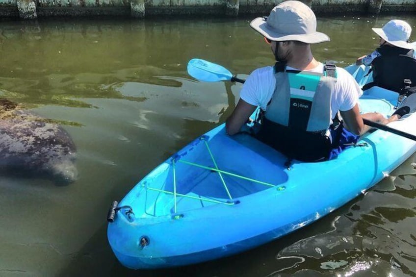 Wildlife Refuge Manatee, Dolphin & Mangrove Kayak or Paddleboarding Tour!