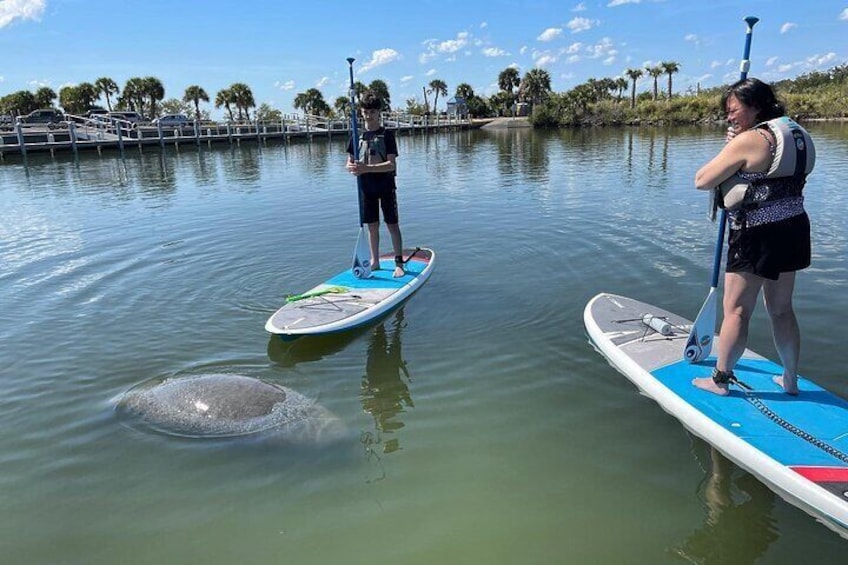 Wildlife Refuge Manatee, Dolphin & Mangrove Kayak or Paddleboarding Tour!