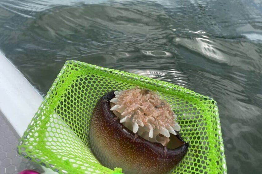 Wildlife Refuge Manatee, Dolphin & Mangrove Kayak or Paddleboarding Tour!