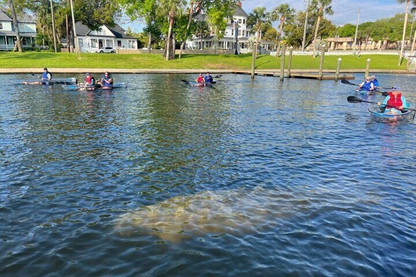 Clear Kayak Tour of Tarpon Springs | Manatee Season