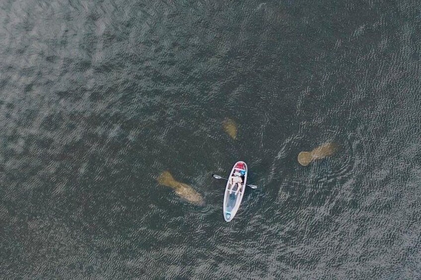 Love being surrounded by manatees!