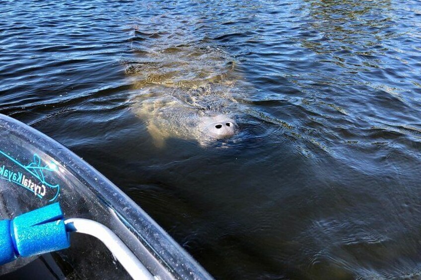 Clear Kayak Tour of Tarpon Springs | Manatee Season