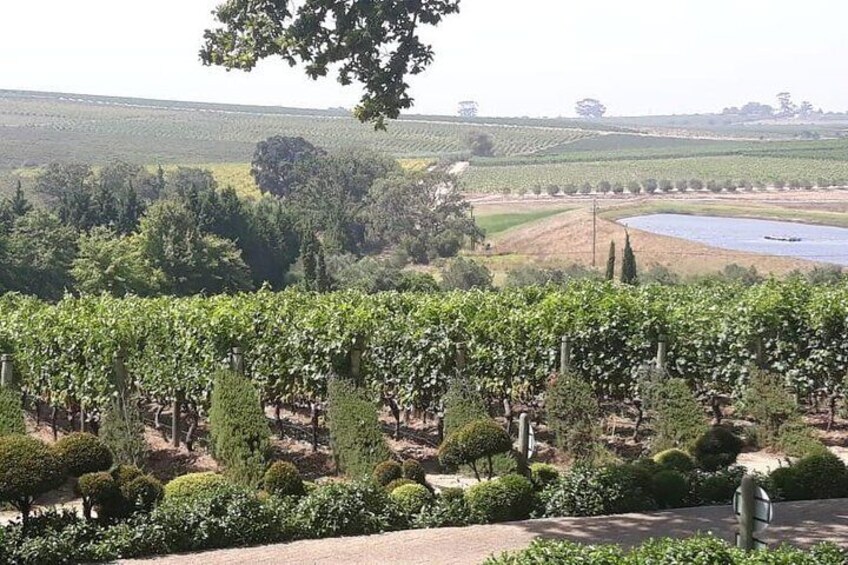 Full Day Wine Tasting in Stellenbosch, Franschoek & Paarl