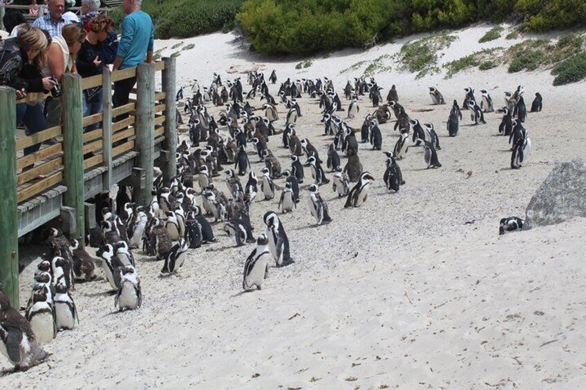 Penguins at Foxy Beach