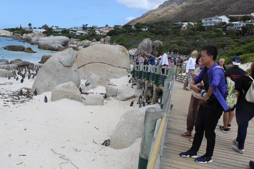 Viewing Penguins