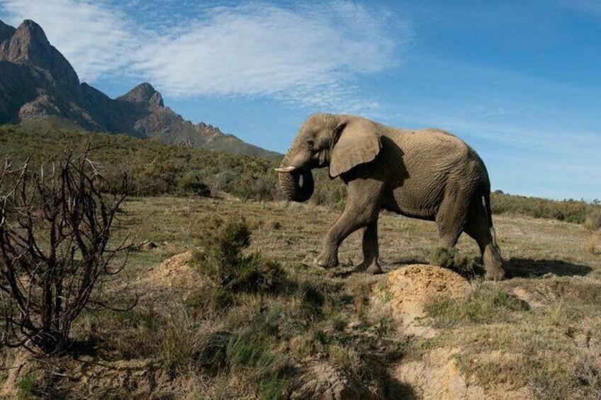 South Africa-Cape town ( The Best Big Five Safari tour )