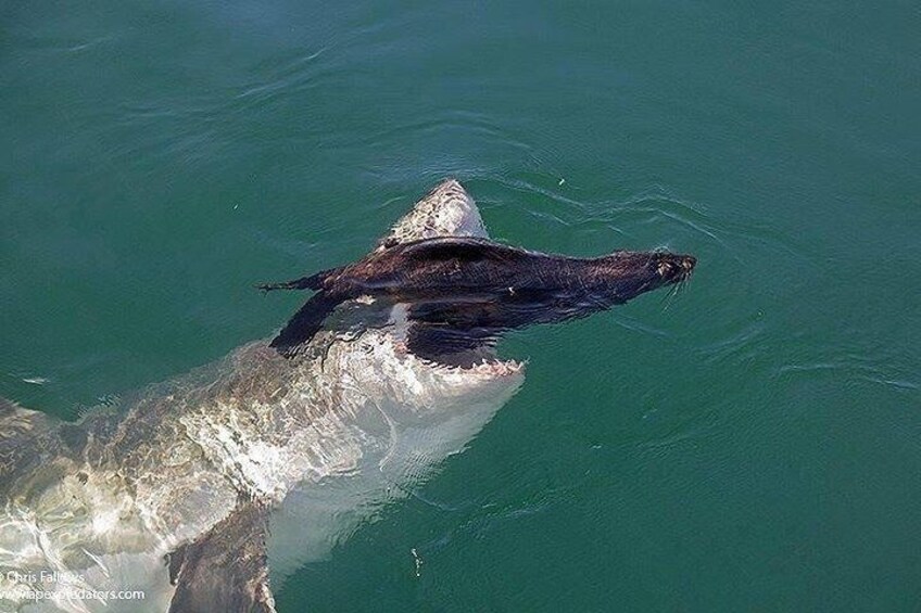 Great white hunting seals