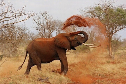 Privat rundtur: En hel dag Aquila Safari den stora 5 Game Drive