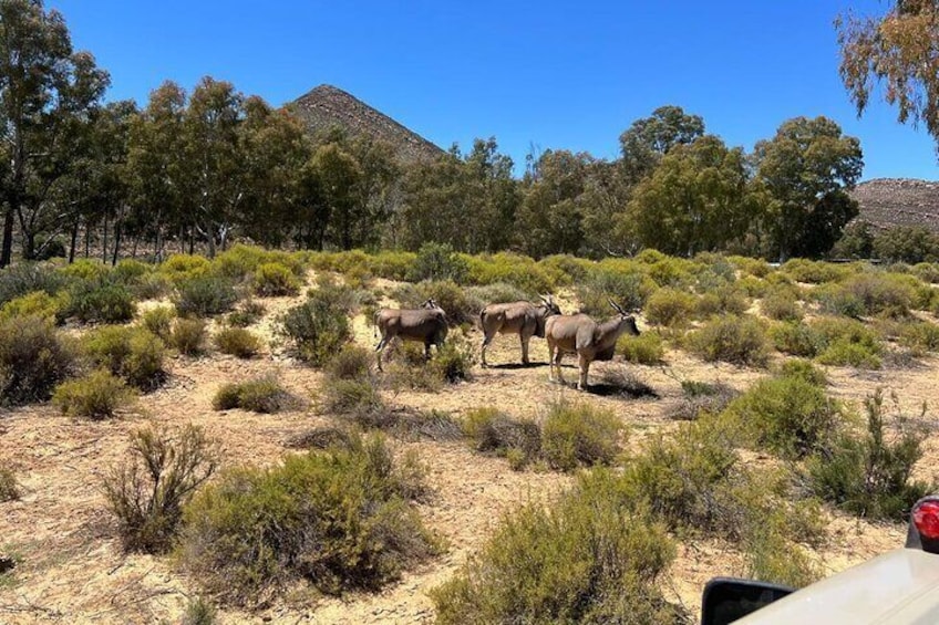 Cape Town Big 5 Safari on Horseback Riding at Aquila Game Reserve