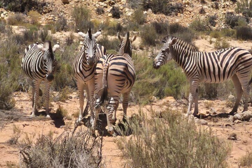 Cape Town Big 5 Safari on Horseback Riding at Aquila Game Reserve