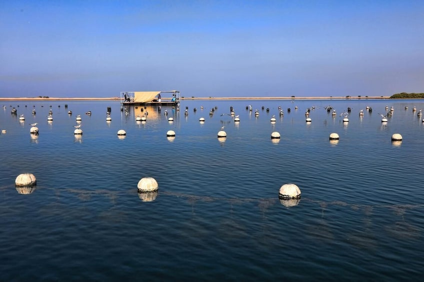 Pearl Farm Tour in Ras Al Khaima