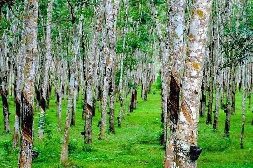 Rows upon Rows of Rubber Tree @Langkawi's roadside