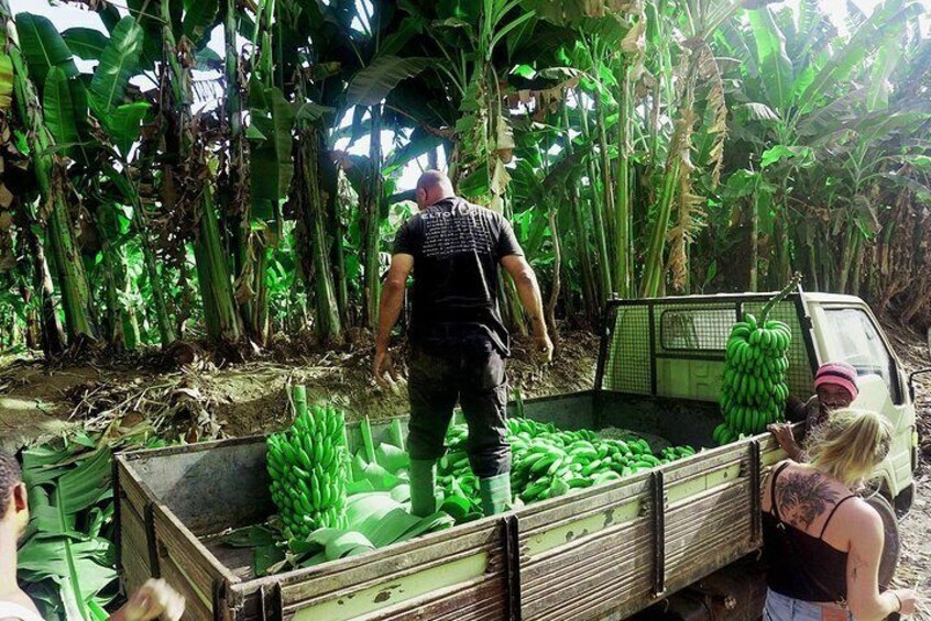 Like Locals: Banana Plantation, and Cuscuz with locals