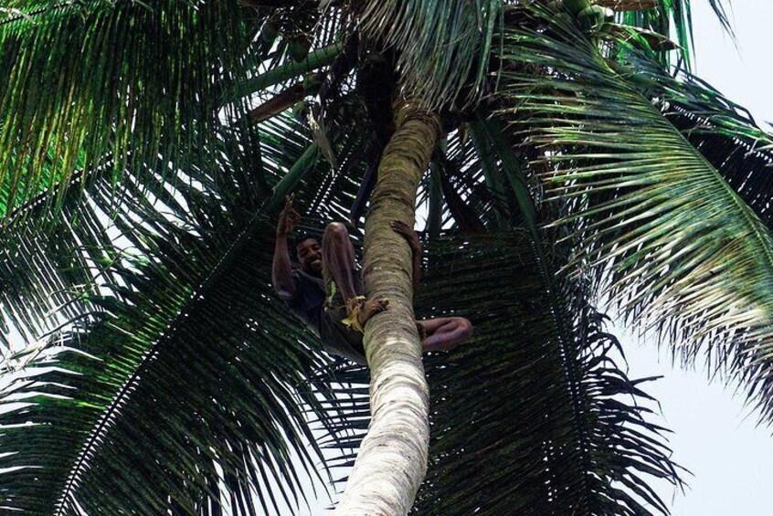 Like Locals: Banana Plantation, Botanical Garden and Cuscuz with locals