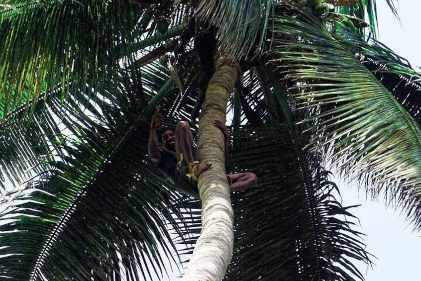 Like Locals: Banana Plantation, Botanical Garden and Cuscuz with locals