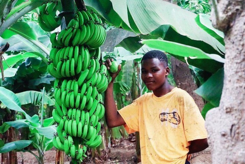 Like Locals: Banana Plantation, and Cuscuz with locals