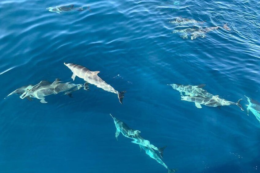 Dolphin Searching Tour in Puerto de Mogán ("KEEPER UNO" Boat)