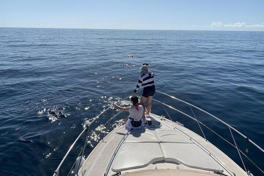 Dolphin Searching Tour in Puerto de Mogán ("KEEPER UNO" Boat)