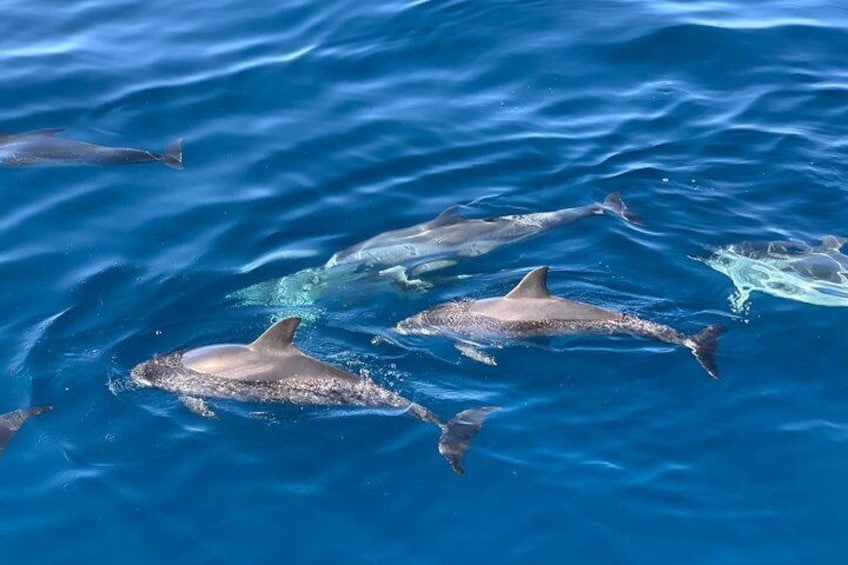 Dolphin Searching Tour in Puerto de Mogán ("KEEPER UNO" Boat)