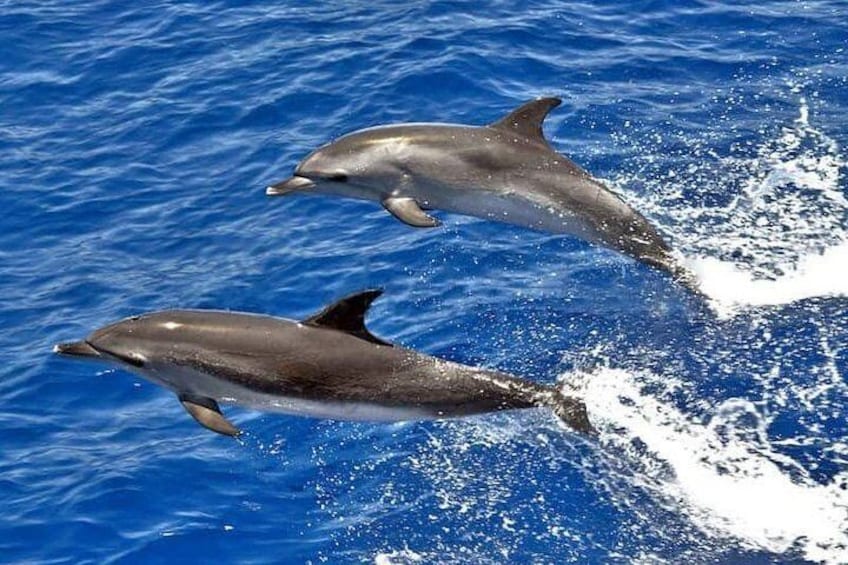 Dolphin Searching Tour in Puerto de Mogán ("KEEPER UNO" Boat)