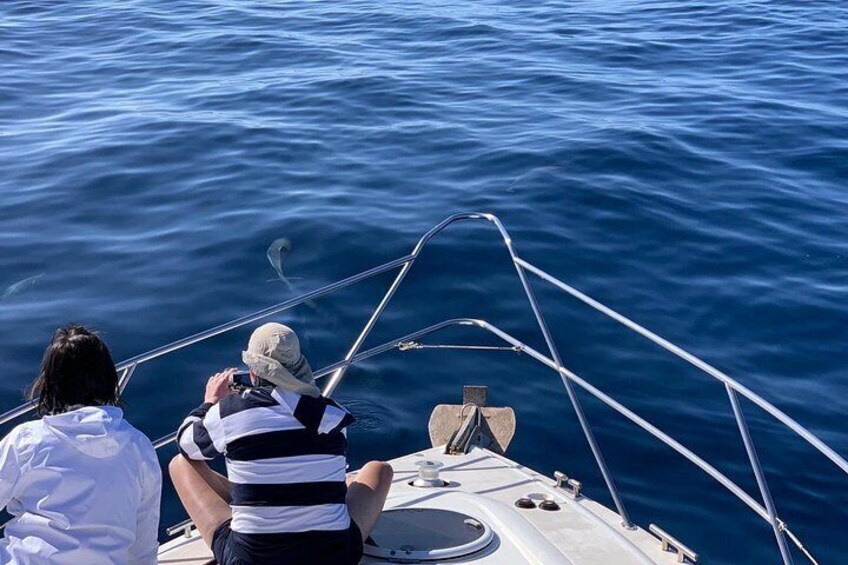 Dolphin Searching Tour in Puerto de Mogán ("KEEPER UNO" Boat)