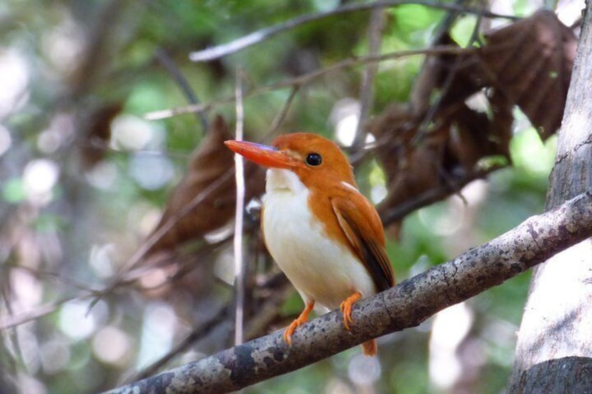 Tsingy / Kirindy Forest