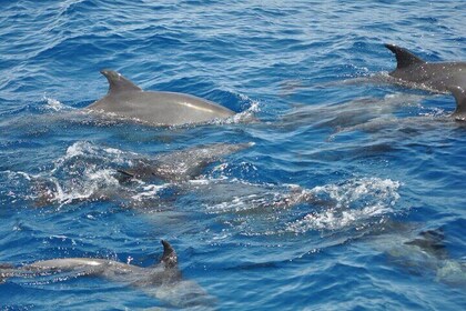 Tour des dauphins bananes depuis Soma/Sahl/makadi/Safaga