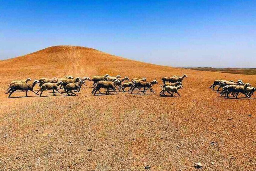 Magical dinner & Sunset in Marrakech Desert Agafay with Camel ride