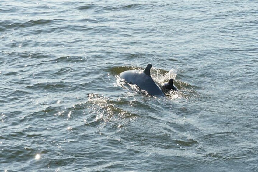 Dolphins at Play!