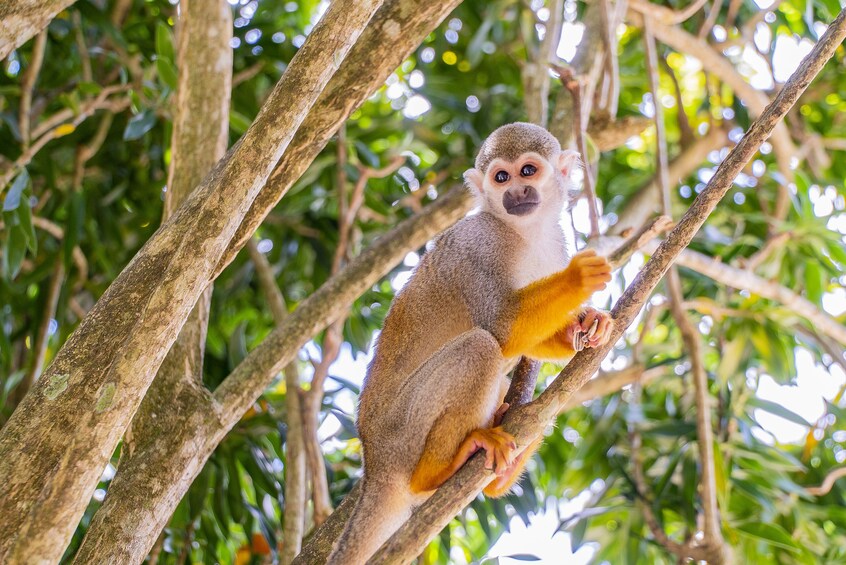 Monkeyland with Typical House Visit