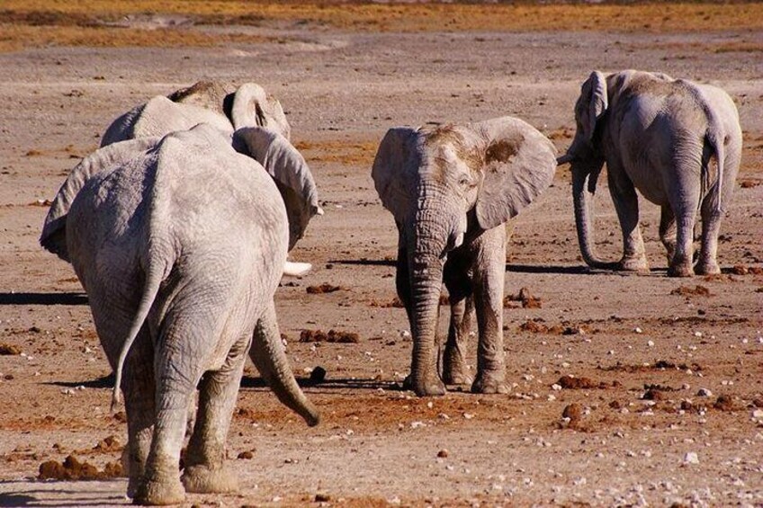 3 Day Etosha Budget Camping Safari