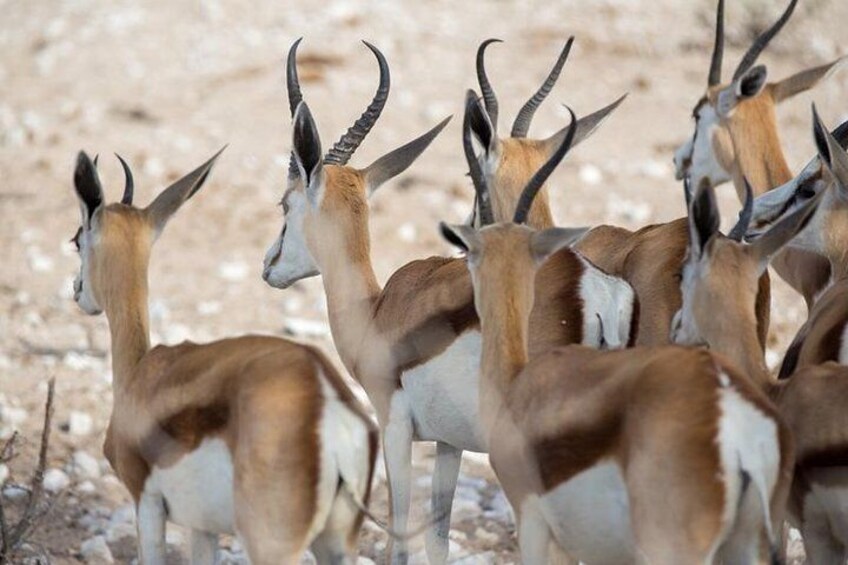 3 Day Etosha Budget Camping Safari