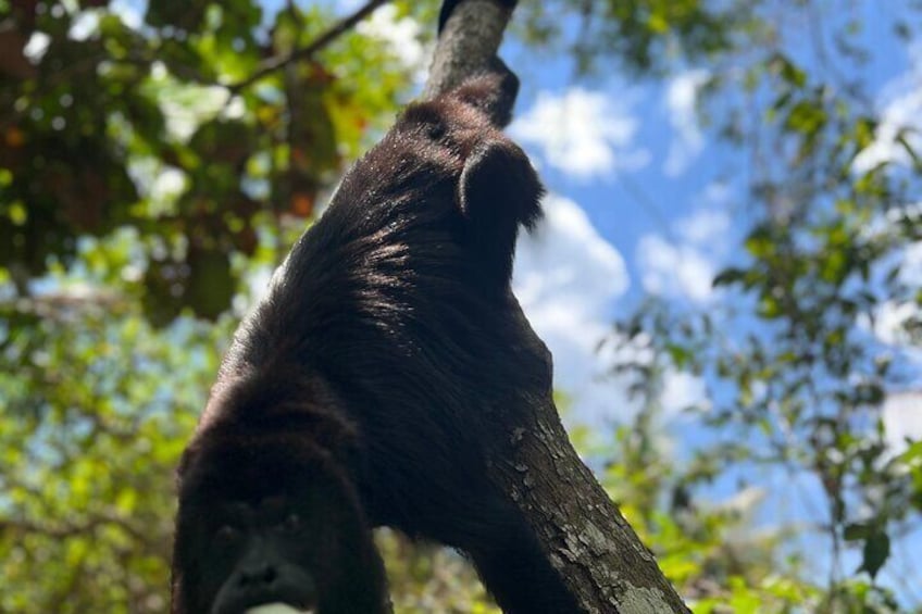 Private Belize Cave Tubing & Howler Monkey Sanctuary Combo Tour with Lunch