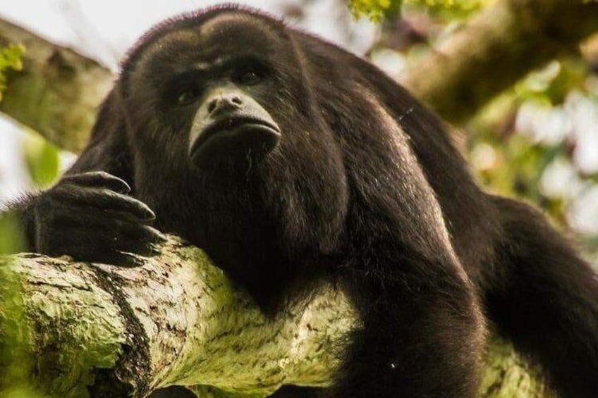 Private Belize Cave Tubing & Howler Monkey Sanctuary Combo Tour with Lunch