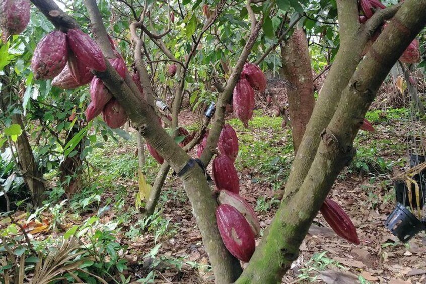 Cocoa pods